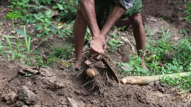 Man farmer harvesting fresh organic vegetable elephant foot yam working field Indian rural village farmland 4K video footage agriculture home garden planting tropical tuber Kerala Tamil Nadu India 