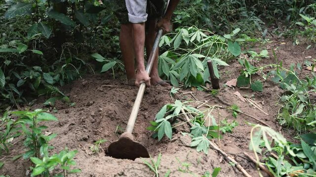 Man farmer harvesting fresh organic tapioca working in field Indian rural village farmland 4K video footage. agriculture home farm garden  planting cassava farms Kerala Tamil Nadu India 