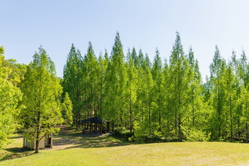 Green Metasequoia forest , kagawa, Shikoku, Japan