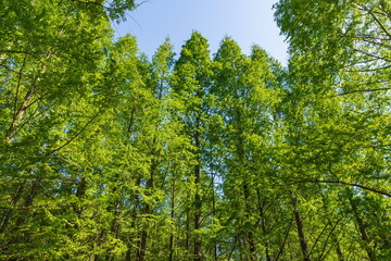 Green Metasequoia forest , kagawa, Shikoku, Japan	