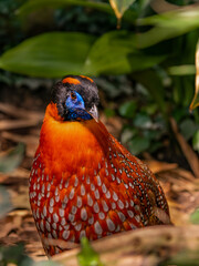 The Temminck's tragopan (Tragopan temminckii) is a medium-sized, approximately 64 cm long, pheasant in the genus Tragopan.