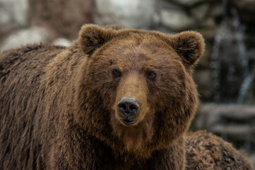 Close-up portrait of Kamchatka brown bear