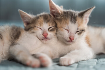Two cute kittens sleep on a blue blanket. Sweet dream of your beloved pets. The joy that animals bring in the house. Close-up, blurred background.