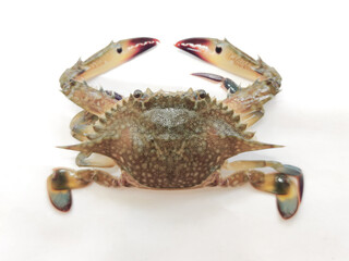 Selective focus of gazami crab(Portunus trituberculatus) isolated on white background.