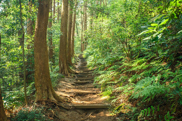森の奥へと続く階段
