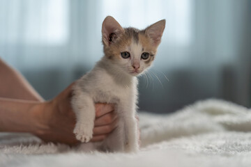 A curious kitten is trying to escape from the female hands and run away to play. Restless pet. Cute...