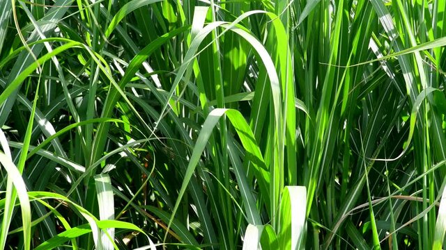 field of switch grass in autumn with sound of wind, closeup of the plants