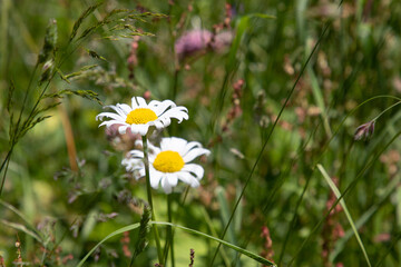 Valtellina, mountain area of Italy, Val di Mello