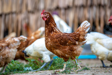 chicken on the farm