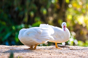 white duck in the park