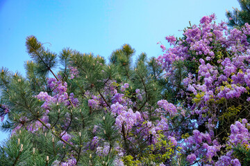 Obraz premium CLOSE UP: Purple blossoms bud from under the cedar needles of a massive tree