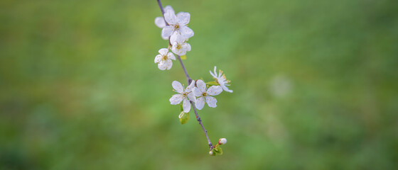 Obraz premium spring flowers on tree branches under the warm sun, soft focus blurry background