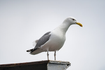 Fototapeta premium A beautiful white seagull sits on the roof against the background of a gray cloudy sky. Loud seabird. Close-up.