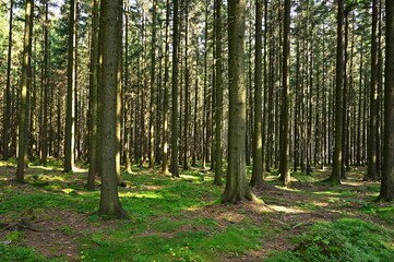 Beautiful nature background with forest. Summer day with trees and with sun rays for rest and relaxation. Concept for nature and environment.