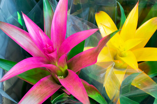 Pots with decorative flowers Guzmania lingulata with pink and yellow flowers