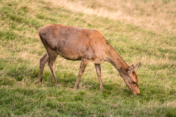 Naklejka na ściany i meble young deer pasturing on grass slope, Black Forest, Germany