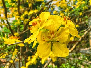 Ochna integerrima, popularly called yellow Mai flower in southern Vietnam. 
