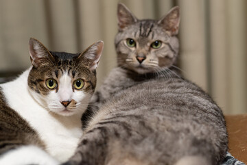 Naklejka premium 仲良しの猫
