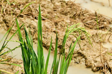 Obraz premium rice plant short before harvesting at the tropical island of Langkawi, Malaysia