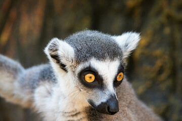 Naklejka na ściany i meble Madagascar lemur with yellow eyes close up