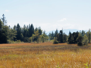 Colorful wetlands and moors meadows around Kirchsee lake in summer. Nature reserve Ellbach-Kirchseemoor by Sachsenkam in Upper Bavaria (Germany)