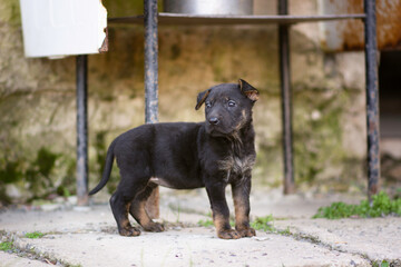 Cute little puppy dog on the village yard