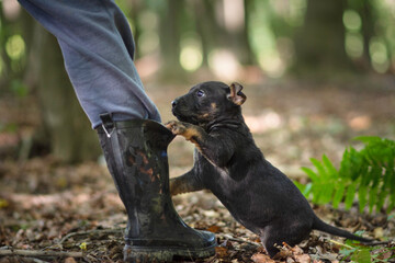 Puppy playing with owner, dog portrait in forest