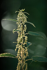 Nettle sprout with seeds on a dark background. Selective focus.