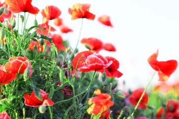 Large, red poppies on a white background.