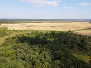 Dense green forest under blue sky, sunny summer weather. Scenery.