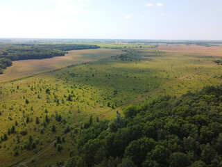 Small green grove, aerial view. Trees in a young forest, landscape.