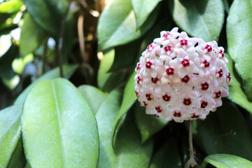 サクラランの花