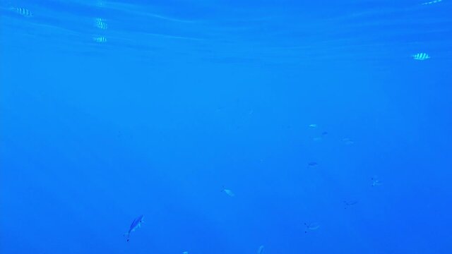 (Amblyglyphidodon leucogaster) swallow fish swims against the background of blue waves. Red sea egypt