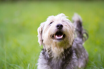 Smiling shaggy terrier dog posing in the nature