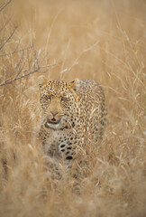 leopard on the prowl in Kruger park, South Africa 
a young male leopard looking for a meal in the tall grass