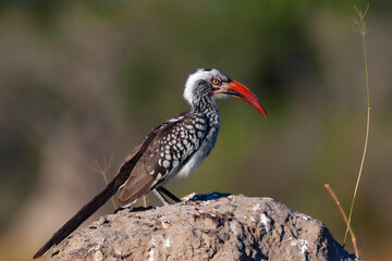 Red-billed Hornbill - Khwai River, region of northern Botswana.