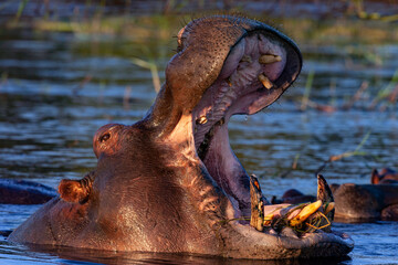 Hippopotamus (Hippopotamus amphibius) in the Chobe River in Chobe National Park, Botswana.