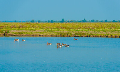 The edge of a lake with reed and wild flowers in a green yellow wetland in sunlight in summer, Almere, Flevoland, The Netherlands, September 7, 2021