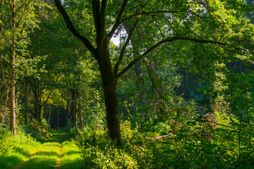 Fototapeta na wymiar Footpath in a green woodland forest in wetland in bright sunlight and shadow in summer, Almere, Flevoland, The Netherlands, September 7, 2021