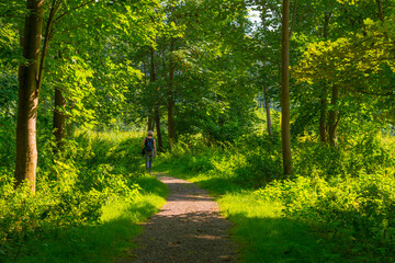 Fototapeta na wymiar Footpath in a green woodland forest in wetland in bright sunlight and shadow in summer, Almere, Flevoland, The Netherlands, September 7, 2021
