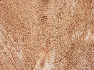 Saw cut of a large tree with annual rings