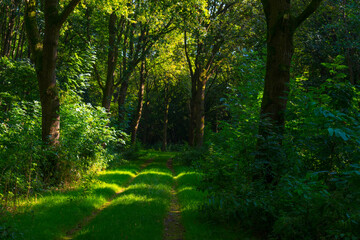 Footpath in a green woodland forest in wetland in bright sunlight and shadow in summer, Almere, Flevoland, The Netherlands, September 7, 2021