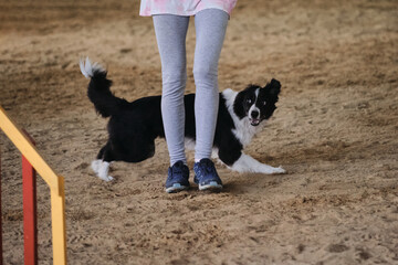 Naklejka na ściany i meble Black and white border collie runs with its owner at competitions. The future winner and champion. Agility competitions, sports with dog.