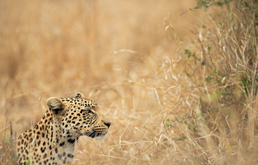 Naklejka premium leopard on the prowl in Kruger park, South Africa a young male leopard looking for a meal in the tall grass
