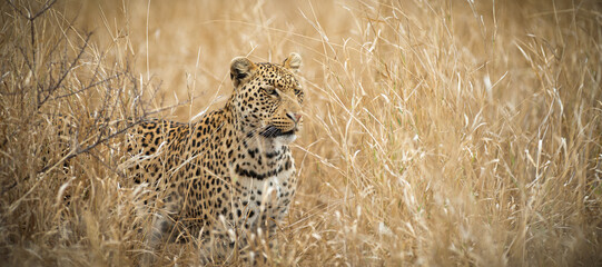 leopard on the prowl in Kruger park, South Africa  a young male leopard looking for a meal in the tall grass © Bertjan