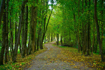 footpath in the woods