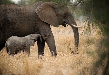 Fototapeta premium Elephant interactions Kruger national park