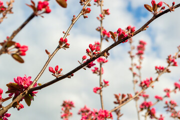 Bright pink blossom against the sky