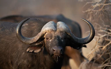Tuinposter Kaapse buffel in de savanne © Bertjan