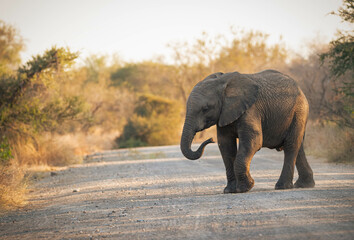 Fototapeta na wymiar Elephant interactions Kruger national park